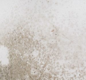 mold growth