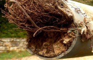 tree-root